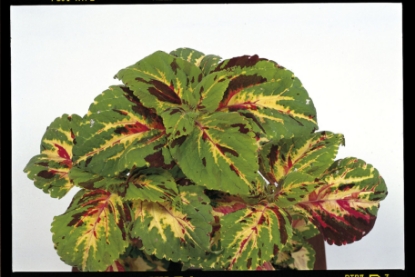 Picture of Coleus - Super Rainbow Mixed